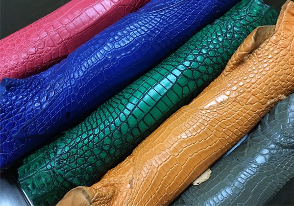 crocodile-cover
